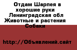 Отдам Шарпея в хорошие руки - Ленинградская обл. Животные и растения » Собаки   
